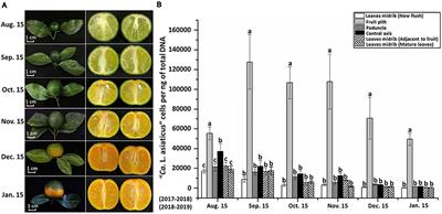 A Significantly High Abundance of “Candidatus Liberibacter asiaticus” in Citrus Fruit Pith: in planta Transcriptome and Anatomical Analyses